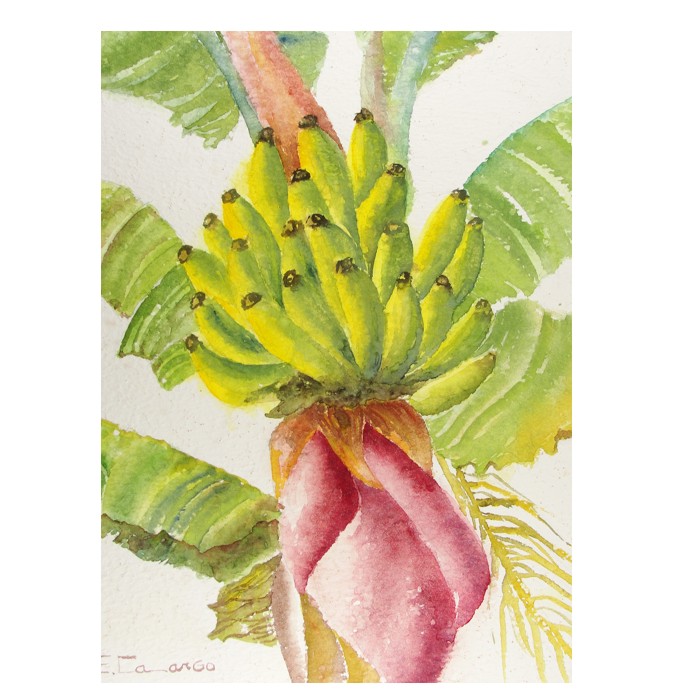 pintura aquarela bananas